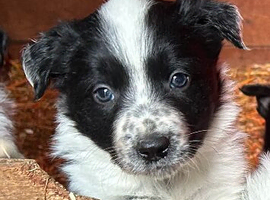 Working collie pups farm bred