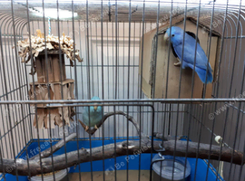 Beautiful Parrotlet Pair with cage