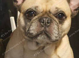 Frenchie cross