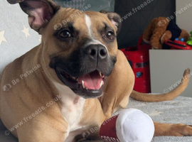 American bulldog cross staffy