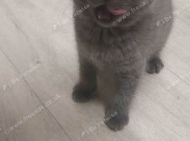 Bsh kitten last little girl needing a forever home