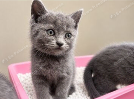 Grey kittens