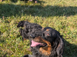 Long haired dachshund boy