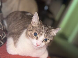 Playful cat who loves to lie on people and cuddle, looking for a loving home.