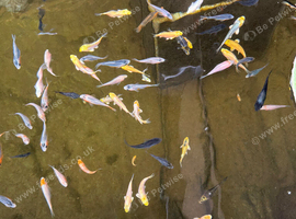 Koi