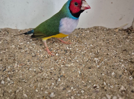Stunning gouldian male