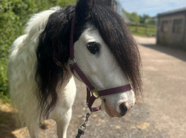 The most perfect kids pony!