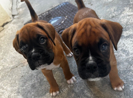 Champion breed boxer puppies
