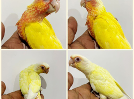 Stunning baby conures