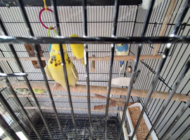 Budgies