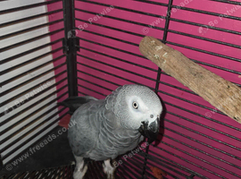 talking african grey with papers and DNA