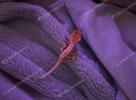 Perfect crested gecko