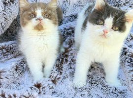 Cinnamon Tica reg British shorthair kittens