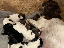 Last boy from litter of 5 working cocker spaniels