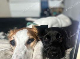 2 year old saluki greyhound / 2 year old mixed breed patterdale