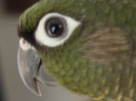 green cheek conure