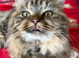 Missing Kitten 10 months old