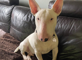 Absolutely Gorgeous in every way 11 months old English Bull Terrier with Kennel Club 5 generation certificate, loads of champions, his dad was a champ