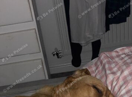 Fox red male Labrador