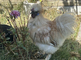 Silkie Chick for sale