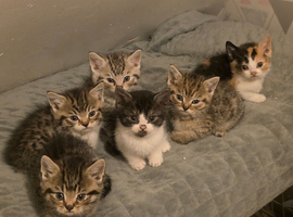 X5 kittens 4 boys 1 girl