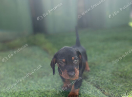 Dachshund joys