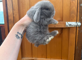 Exceptional Mini Lops! Waiting list open!