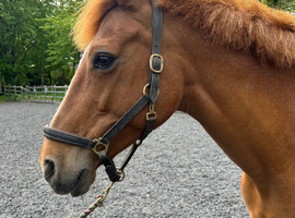 15.2hh beautifully bred Irish sports mare