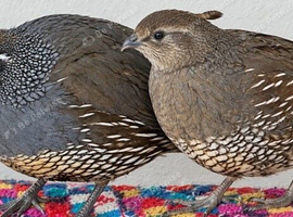 California quail young pair