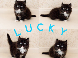 REDUCED Rare Munchkin Minuet (Persian Munchkin) Kittens