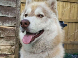 Bruno &ndash; Friendly 2-Year-Old Dog Looking for a Loving Home.