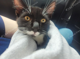 4 month old kitten for sale