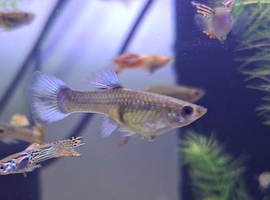 mixed platinum guppies