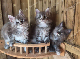 Pure Bred Maine Coon Kittens