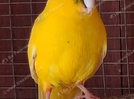 Kakariki male