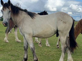 "Irish Draught x Cob " Dun Colt Young Sport Horse