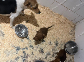 Dash hound cross Jack Russell