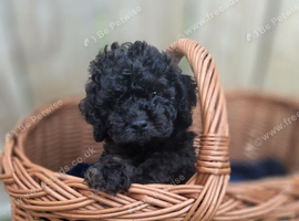Stunning American Cockapoo puppies