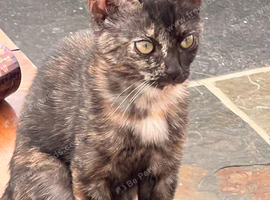 Bengal cross kitten