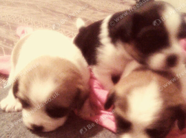 3Lil Daddies-boys cute as button baby Jack Russell's ️