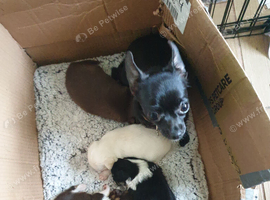Chihuahua puppies ready now Alford Lincolnshire