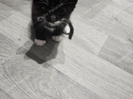 Boy kitten