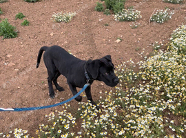 Male cane corso for sale