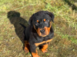 Rottweiler puppy