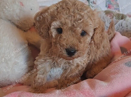 Beautiful toy poodle babies