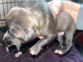 Beautiful staffy pups.