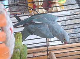 Blue Indian ringneck parrot
