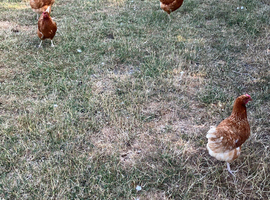 5 point of lay red laying hens