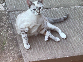 Sweet & Affectionate Young Female Cat &ndash; Needs a Loving Home