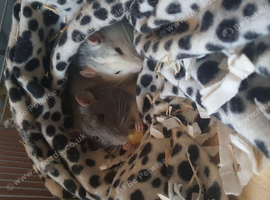 2 male rats and cage